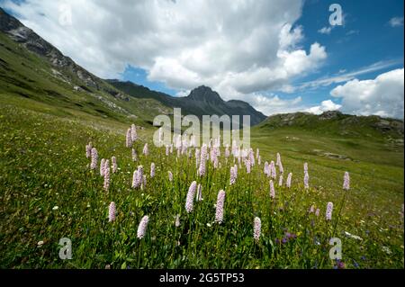 Oberengadiner Landschaft bei Grevasalvas mit Schlangenknöterich im VG und Piz Lagrov in der Gem. Sils im Engadin/Segl, em 20.07.19. Foto Stock