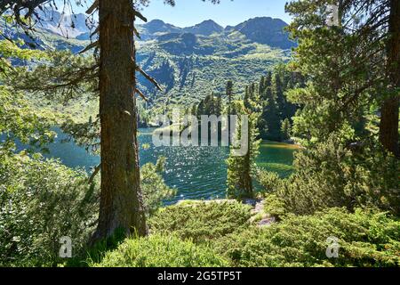 Lärchen-Arvenwald am Lägh da Cavoc im Oberengadin der Gem. Bregaglia (Bergell) am 19.07.16. Foto Stock