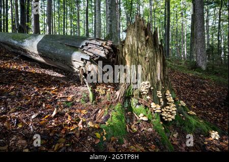 Wald entlang dem Knottenbach in Altschönau, Gem Neuschönau, Bayerischer Wald, em 06.10.20. Foto: Markus Bolliger Foto Stock