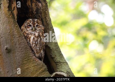 L'impressionante gufo da sciabola in un buco dell'albero Foto Stock