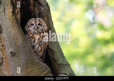 L'impressionante gufo da sciabola in un buco dell'albero Foto Stock