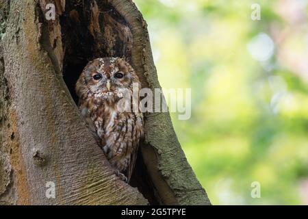 L'impressionante gufo da sciabola in un buco dell'albero Foto Stock