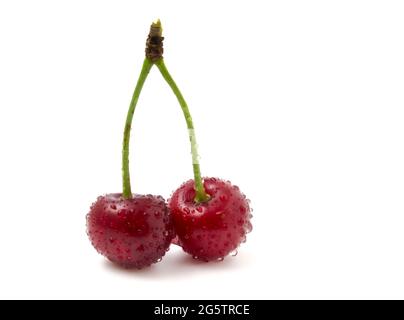 2 ciliegie rosse in rugiada isolate su sfondo bianco primo piano Foto Stock