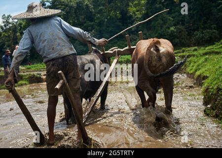 Un coltivatore aratri attraverso UN campo di riso utilizzando i torelli a Begnas, Nepal Foto Stock