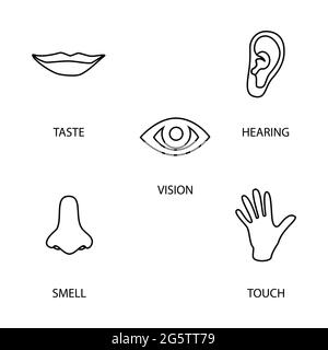 Icona set di cinque sensi umani: visione (occhio), l'odore (naso), audizione (EAR), toccare (mano), il gusto (bocca ). Semplici icone di linea Illustrazione Vettoriale