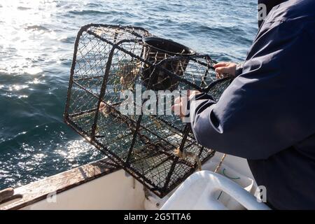 Pescatore che riporta pentola di aragosta in una barca vicino al costo in Bretagna Foto Stock