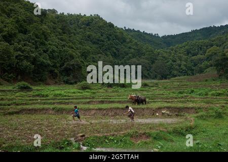 I bambini giocano in un campo di riso a Begnas Village mentre i torelli riposano in background Foto Stock