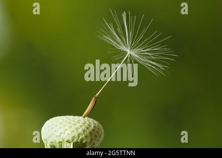 Testa di orologio del dente di leone con un seme (cypselae) ancora attaccato. Primo piano estremamente dettagliato con sfondo verde naturale Foto Stock