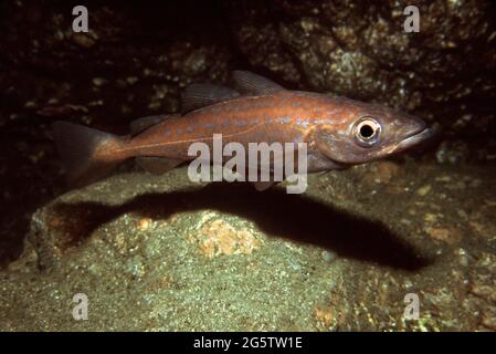 Un giovane Pollack (Pollachius pollachius) sotto uno sbalzo roccioso nelle acque costiere del Regno Unito. Foto Stock