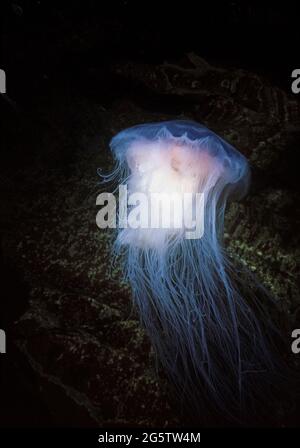 Meduse azzurre (cianea lamarckii) che deriva di fronte alle rocce costiere, Regno Unito. Foto Stock