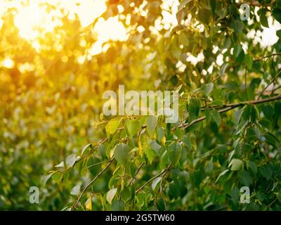 Bella verde betulla rami naturale astratto bokeh sfondo con copia spazio. Fogliame fresco di sottili e delicati rami di betulla alla luce del tramonto. Raggi solari gialli che esplodono attraverso le foglie Foto Stock