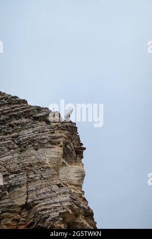 Ibex alpino su una ripida roccia nelle Alpi italiane Foto Stock