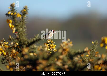 Goldfinch arroccato su una gola fiorente Foto Stock