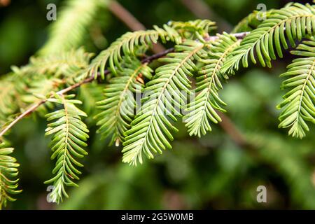 Primo piano di un albero di sequoia di Dawn (Metasequoia glyptostroboides) F(orest for Change Exhibition, Somerset House, Londra, Regno Unito) Foto Stock