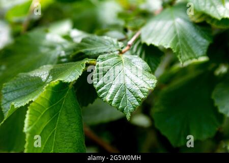 Foglie comuni di Hazel (Corylus avellana) (mostra Forest for Change, Somerset House, Londra, Regno Unito Foto Stock