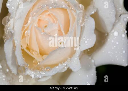 Primo piano di fiori di rosa, bianchi con un colore rosa, gocce di pioggia, Regno Unito, primavera. Foto Stock