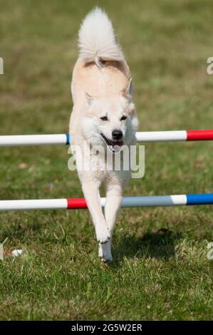 Il norvegese Buhund salta gli ostacoli ad una concorrenza di agilità Foto Stock