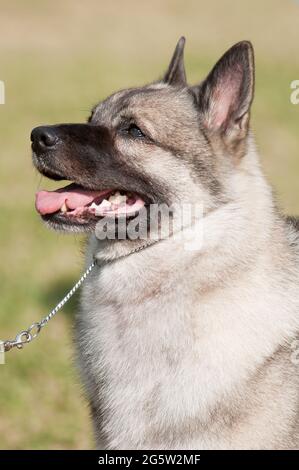 Ritratto norvegese di Elkhound Foto Stock