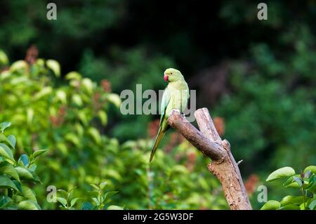 Un parakeet a collo d'anello, Psittacula krameri, in un giardino suburbano di Londra Sud. Foto Stock