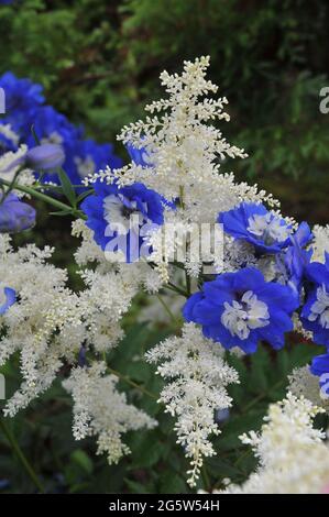 Blue larkspur (Delphinium) e Astilbe bianco fioriscono in un giardino nel mese di luglio Foto Stock