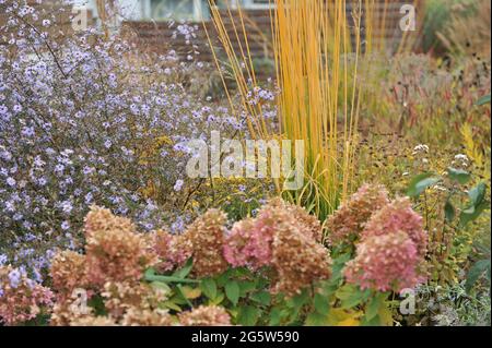 Colorazione gialla autunnale di un'erba porpora (Molinia arundinacea) in un letto di fiori con luce di limelight di Hydrangea e Carlow di Aster cordifolius Foto Stock