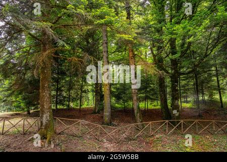 La riserva naturale MAB di Collemeluccio-Montedimezzo è un'area naturale protetta. PESCOLANCIANO,provincia di Isernia, Molise Foto Stock