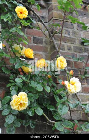 Giallo rosa scalatore a fiore grande (Rosa) le guglie sognanti fioriscono in un giardino su un muro di mattoni nel mese di maggio Foto Stock