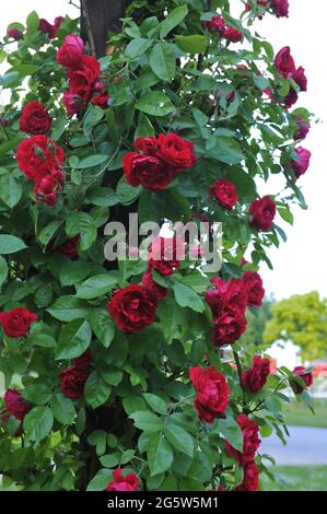 Rosa rossa grande-fiorita del climber (Rosa) Flammentanz fiorisce in un giardino nel mese di giugno Foto Stock