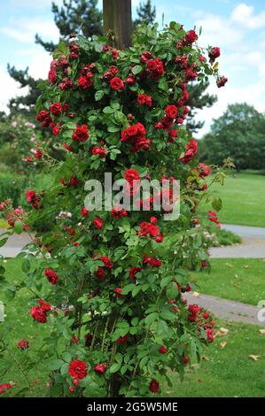 Rosa rossa grande-fiorita del climber (Rosa) Flammentanz fiorisce in un giardino nel mese di giugno Foto Stock