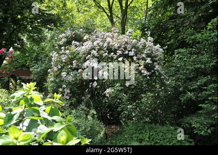 White climbing Hybrid Musk Rose (Rosa) Francesco E. Lester fiorisce in un giardino nel mese di giugno Foto Stock