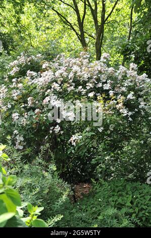 White climbing Hybrid Musk Rose (Rosa) Francesco E. Lester fiorisce in un giardino nel mese di giugno Foto Stock