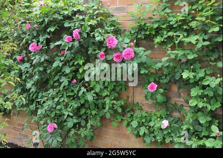 Rosa arbusto rampicante rosa (Rosa) Gertrude Jeckyll fiorisce su una parete di mattoni in un giardino nel mese di maggio Foto Stock