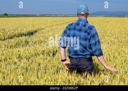 Agronomo che controlla il raccolto di grano dorato. Mano del coltivatore orgoglioso che tocca i grani di grano di maturazione all'inizio dell'estate. Spazio di copia. Foto Stock