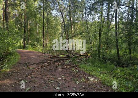 Albero caduto nella foresta dopo un uragano ha bloccato la strada. Albero segato su una strada forestale per liberare la strada. Foto Stock