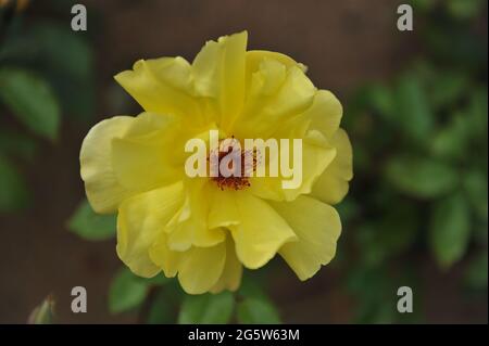 Rosa climber giallo a fiore grande (Rosa) le docce dorate fioriscono su un muro di mattoni in un giardino nel mese di maggio Foto Stock