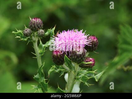 Un'immagine di un fiore rosa di Thistle in UN prato Foto Stock