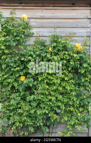 Rosa arbusto di arrampicata gialla (Rosa) Graham Thomas fiorisce in un giardino nel mese di maggio Foto Stock