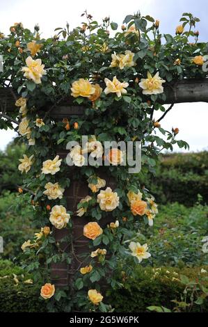 Rosa rampicante giallo-arancio (Rosa) il maigold fiorisce in un giardino nel mese di maggio Foto Stock