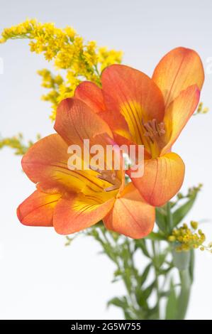 Due Freesias profumate d'arancio con Solidago su sfondo bianco neutro Foto Stock