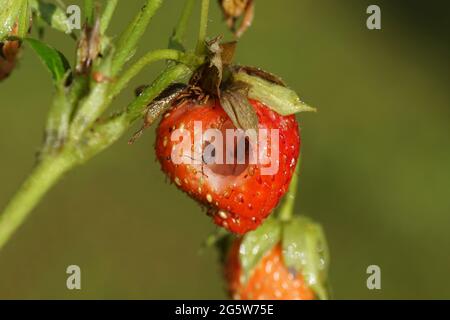 Primo piano fragola mangiata da lumache con legno nel foro. Giardino olandese. Giugno. Foto Stock