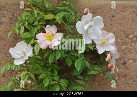 Rosa rampicante rosa Polyantha (Rosa) le braccia aperte fioriscono in un giardino nel mese di maggio Foto Stock