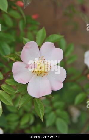 Rosa rampicante rosa Polyantha (Rosa) le braccia aperte fioriscono in un giardino nel mese di maggio Foto Stock