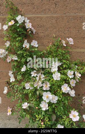 Rosa rampicante rosa Polyantha (Rosa) le braccia aperte fioriscono in un giardino nel mese di maggio Foto Stock