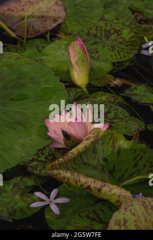 Nymphaea Manassas fiorisce con uno sfondo di proprie pastiglie Foto Stock