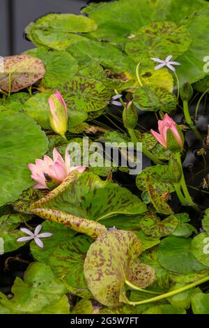 Nymphaea Manassas fiorisce con uno sfondo di proprie pastiglie Foto Stock