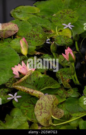 Nymphaea 'Manassas', famiglia Nymphaeaceae, acqua naturale pianta fiore ritratto Foto Stock