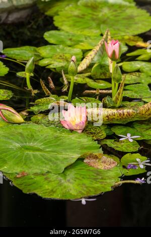 Nymphaea 'Manassas', famiglia Nymphaeaceae, acqua naturale pianta fiore ritratto Foto Stock