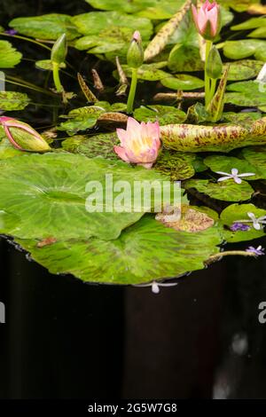 Nymphaea 'Manassas', famiglia Nymphaeaceae, acqua naturale pianta fiore ritratto Foto Stock