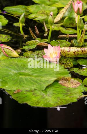 Nymphaea 'Manassas', famiglia Nymphaeaceae, acqua naturale pianta fiore ritratto Foto Stock