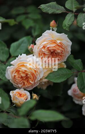 Rosa arbusto inglese giallo albicocca (Rosa) la principessa Margareta fiorisce in un giardino nel mese di giugno Foto Stock